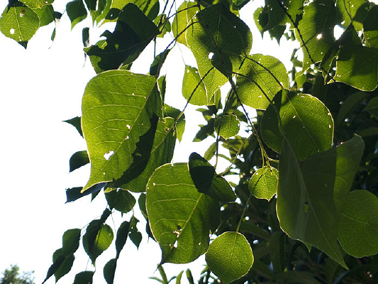 ����Ҷ��