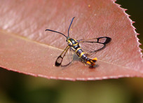 һƬ��ɫ��Ҷ�ϵ�͸���