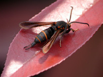 һֻ����͸���