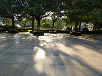 ���Ժ��������ͶӰ