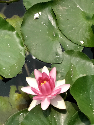 ��ɫ˯����Ӱ