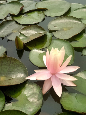 ��ɫ˯����Ӱ