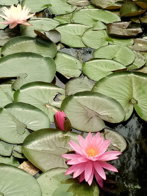 ��ɫ˯����Ӱ