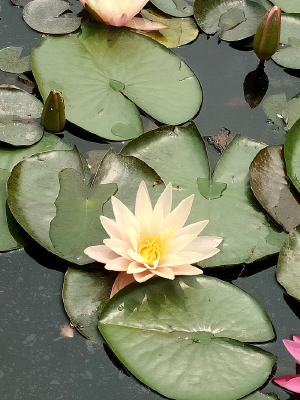 ��ɫ����˯����Ӱ