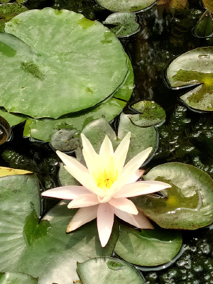 ��ɫ˯����Ӱ