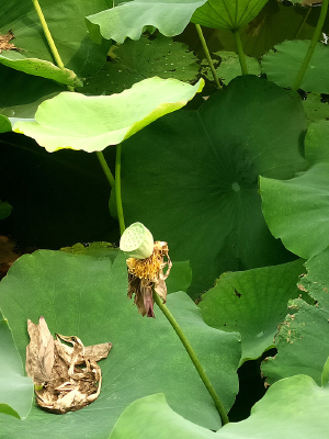 ��ź���Ҷ��Ӱ