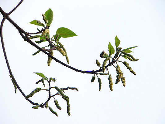 ɣ��ֲ�ﹹ��