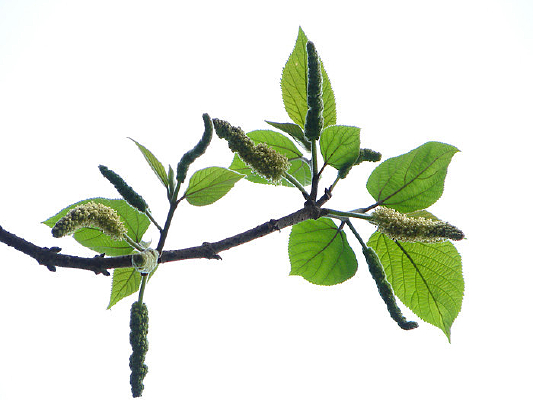 ҩ��ֲ�ﹹ��