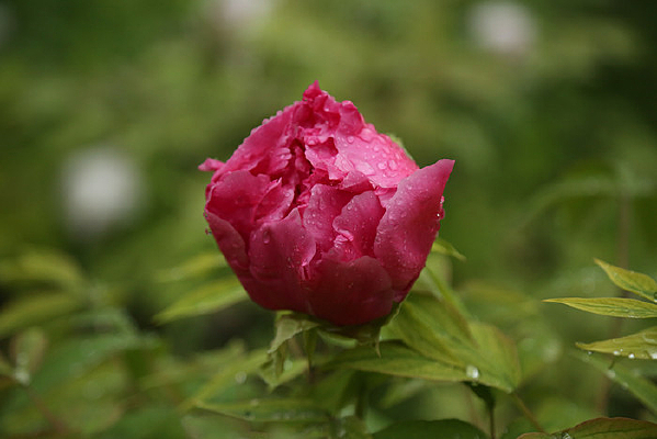 ���ĺ�ĵ��