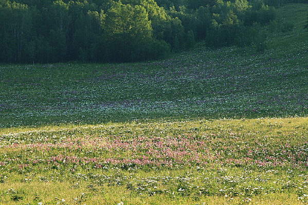 ��ԭɽ��ʢ��