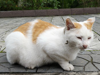 �������è