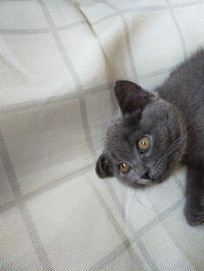 ���۾���è