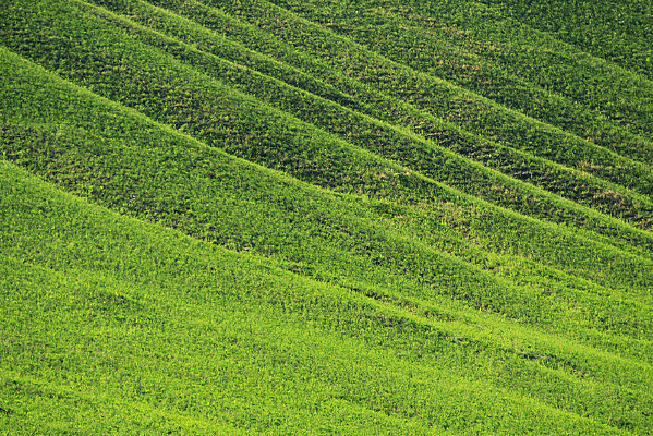 ɽ����ɫ������ 