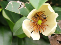 ���͵�С�۷�