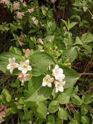 ʢ���Ľ�����