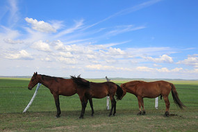 ��ԭ���ɹ���Ӣ��