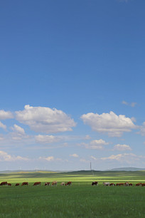 ��ԭ������ţ��Ⱥ