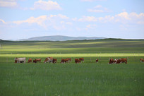 ��ԭ��ţȺ�ڳԲ�