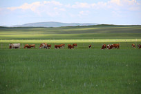 ��ԭ�Ϸ���ţȺ