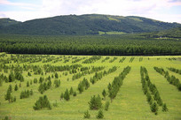 �������ӵ��˹��ֳ�