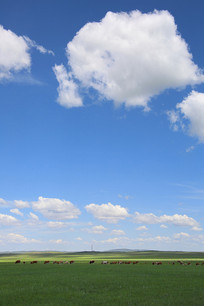 ���ɲ�ԭ����ţȺ