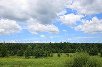 �����ӵ��˹�ɭ��