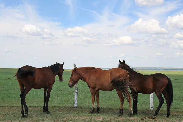 ���ɫ���ɹ���һ��