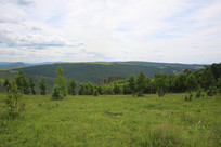 ��ԭ������ֲ