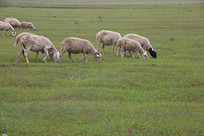 ��ԭ�ϵ�����Ⱥ