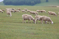 ��ԭ�Ϸ�����Ⱥ