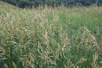 ��ԭҰ������