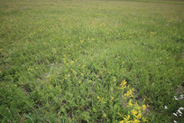 ���Ĳ�ԭ���