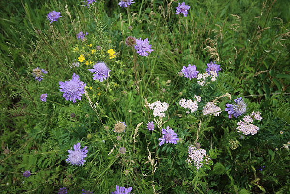 ����Ĳ�ԭҰ��