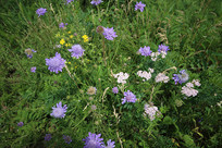 ����Ĳ�ԭҰ��