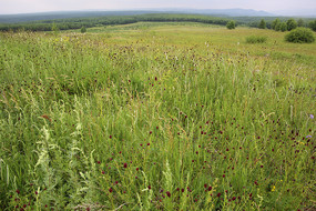 ��������ԭҰ��