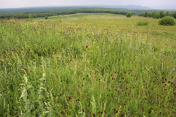 ��������ԭҰ��