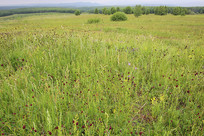 ����Ұ���Ĳ�ԭ