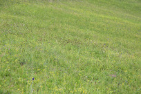 ����Ұ���ĵĲ���