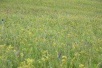 ������ͳ��ԭҰ��