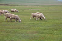 �ڲ�ԭ�Ϸ�����Ⱥ