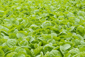 �˵���Ҷ��