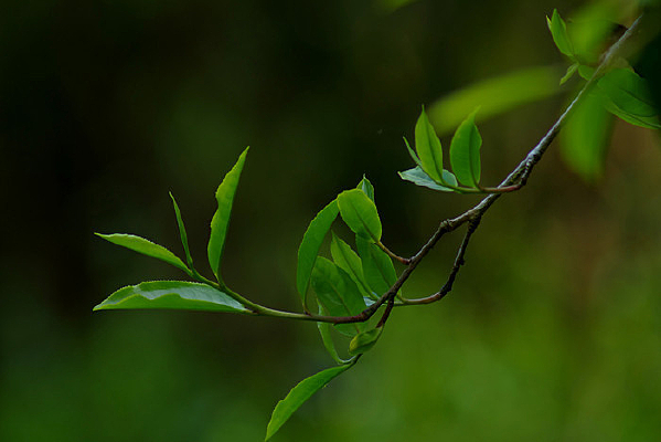 ����������Ҷ