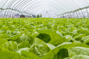 ������Ҷ��