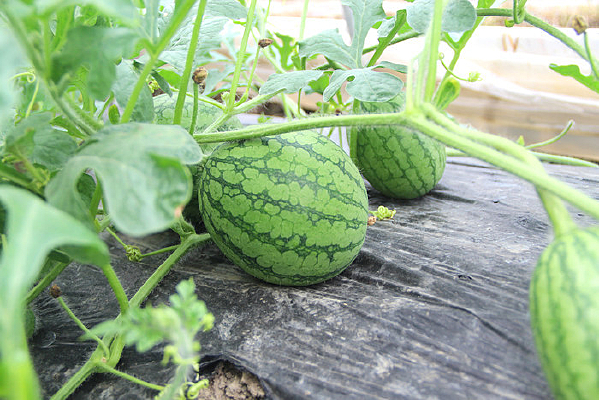 �ϵع���С����