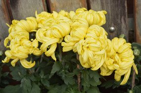 ���Ž��ص����