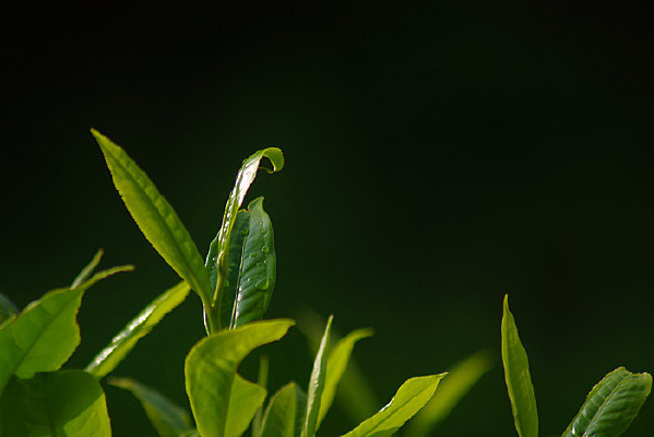 ¶ˮ����Ĵ�����Ҷ