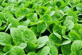 ������Ҷ��