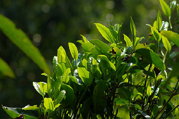 �˳湲���Ĵ�����Ҷ