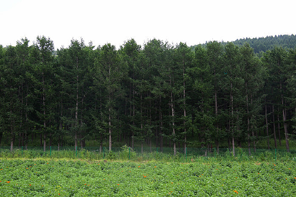 ɭ���ԵĲ�԰