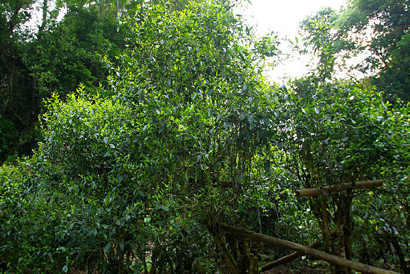 ɭ���еĲ���